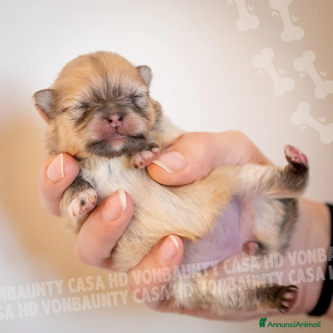 Volpino Pomerania cani in vendita: Cuccioli Spitz Nano di Pomerania - Annuncio 15