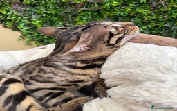 Bengala gatti in vendita: Gattina bengala colorazione WILD a Rome - Immagine 13