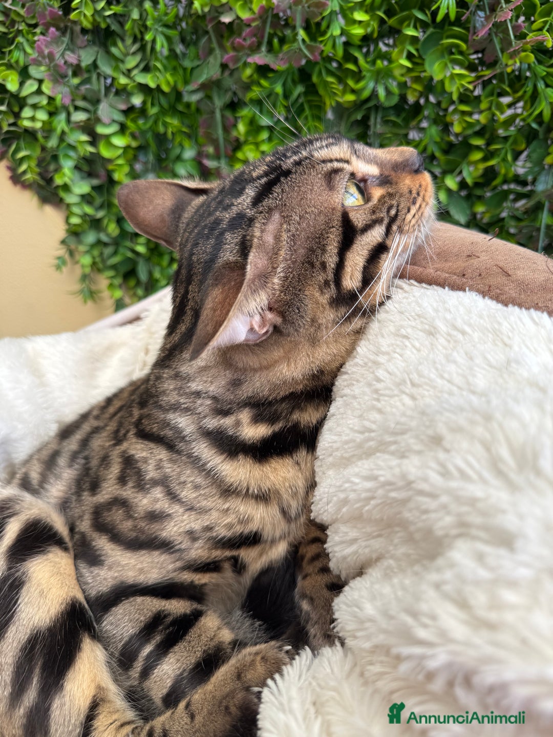 Bengala gatti in vendita: Gattina bengala colorazione WILD a Rome - Immagine 13
