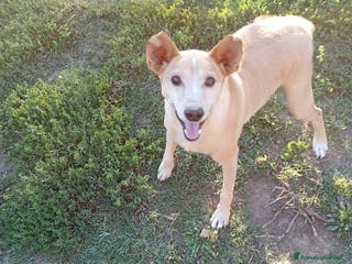 Meticcio cani TOBIA URGENTE ADOZIONE DEL CUORE - Annuncio 16