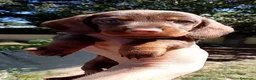 Bassotto cani in vendita: Bassotto pelo duro maschi  - Annuncio 8