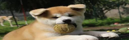 Akita Inu cani in vendita: Cuccioli di Akita da allevamento ENCI - Lombardia - Annuncio 8