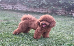 Barboncino cani per accoppiamento: Barboncino nano fulvo a Città metropolitana di Roma Capitale - Immagine 4