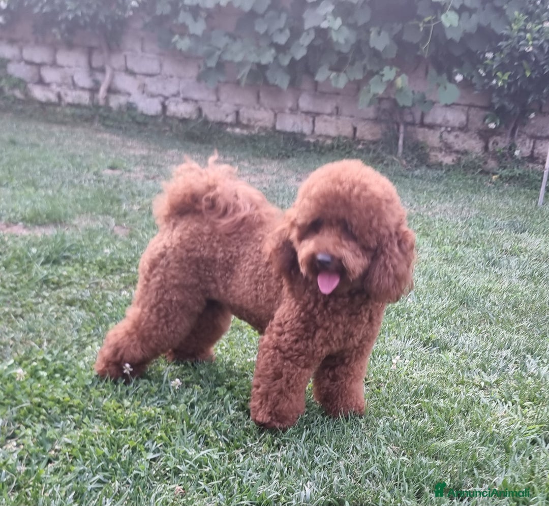 Barboncino cani per accoppiamento: Barboncino nano fulvo a Città metropolitana di Roma Capitale - Immagine 4