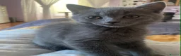 Scottish gatti in vendita: Gattini scottish  fold e straight  - Annuncio 4