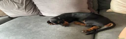 Bassotto cani in vendita: VENDITA BASSOTTO NANO a Provincia di Bergamo - Annuncio 3