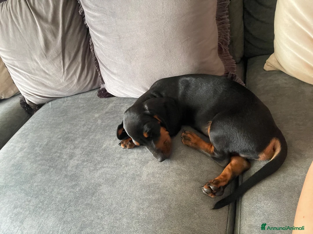 Bassotto cani in vendita: VENDITA BASSOTTO NANO a Provincia di Bergamo - Annuncio 3