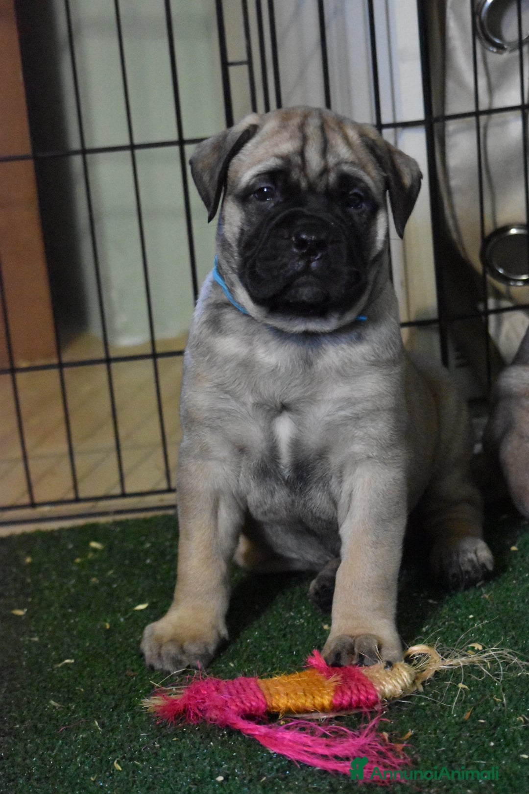 Bullmastiff cani in vendita: CUCCIOLI BULLMASTIFF - Annuncio 15