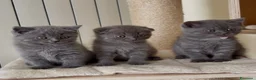 Scottish gatti in vendita: Scottish fold e straight  - Annuncio 17
