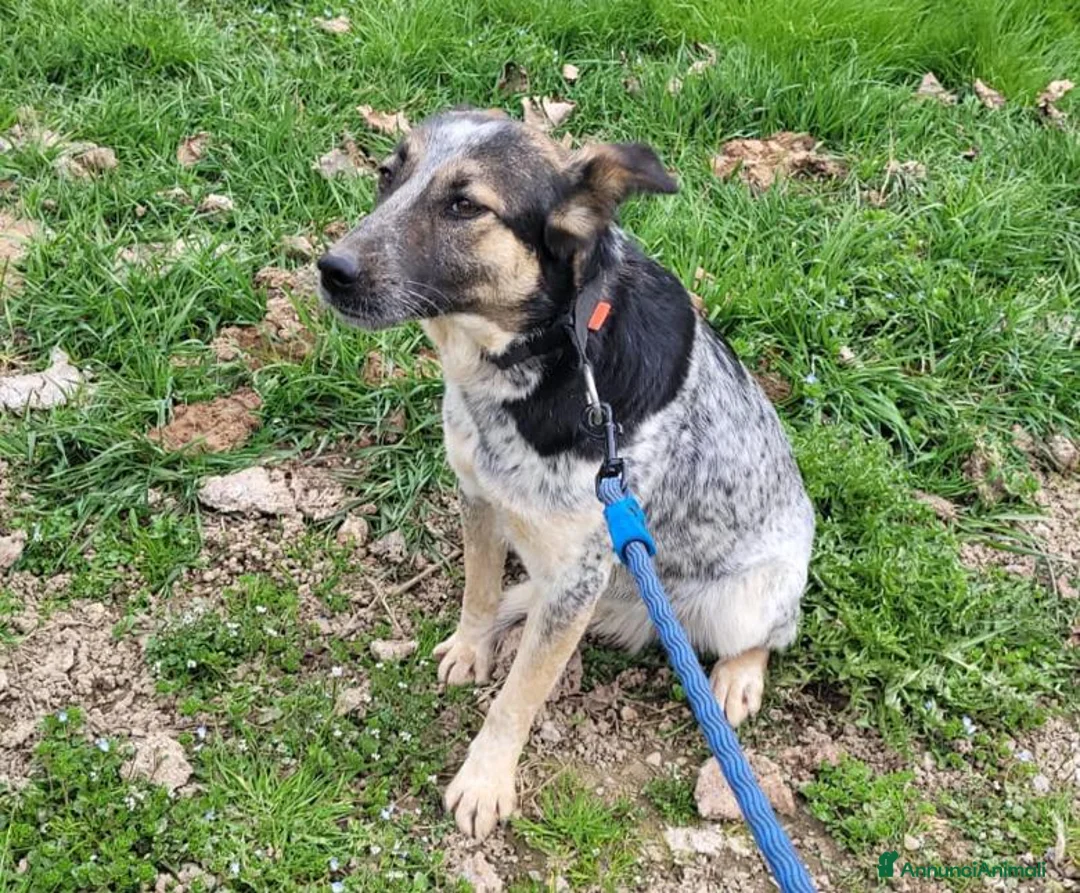 Meticcio cani in regalo: Divy, splendida meticcia tranquilla  - Annuncio 2