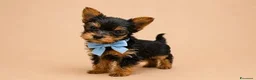 Yorkshire cani in vendita: Adorabili Cuccioli di Yorkshire terrier M/F - Annuncio 2
