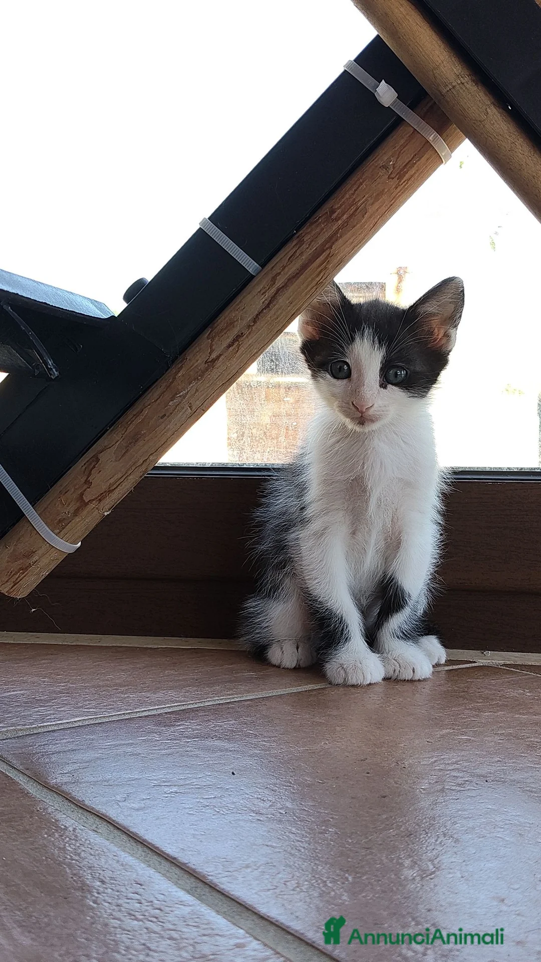 Meticcio gatti in regalo: Gattini adorabili  a Provincia di Caserta - Annuncio 4