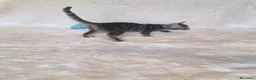Bengala gatti in vendita: Gatto bengala - Annuncio 6