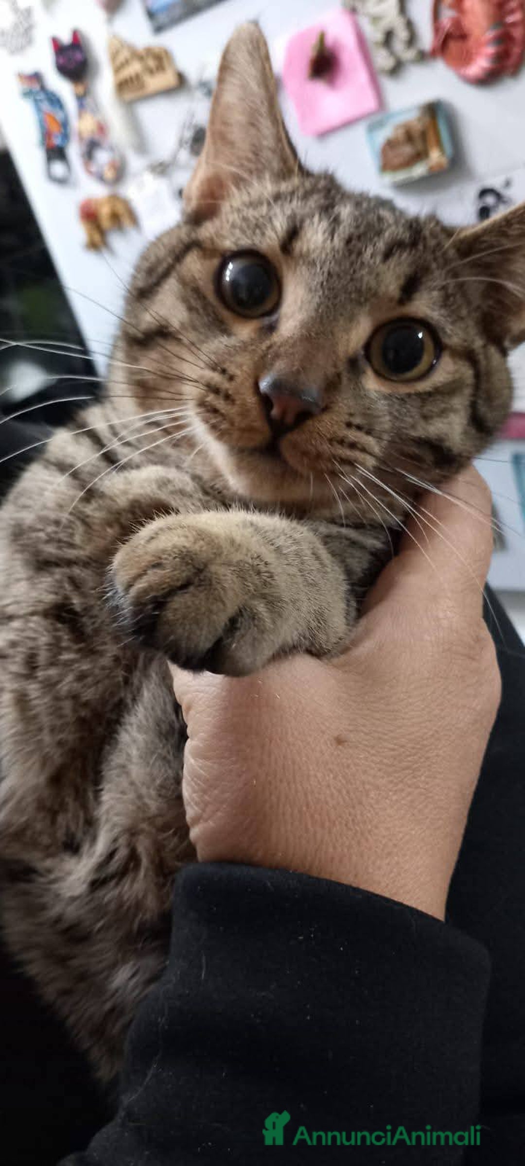 Europeo gatti in regalo: TIGRO, dolce gattino in adozione! - Annuncio 4