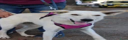 Meticcio cani in regalo: ERIS 🩷 impossibile non sorriderle a Provincia di Reggio Emilia - Annuncio 5