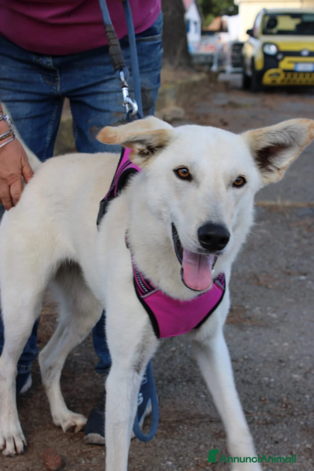 Meticcio cani in regalo: ERIS 🩷 impossibile non sorriderle a Provincia di Reggio Emilia - Annuncio 5