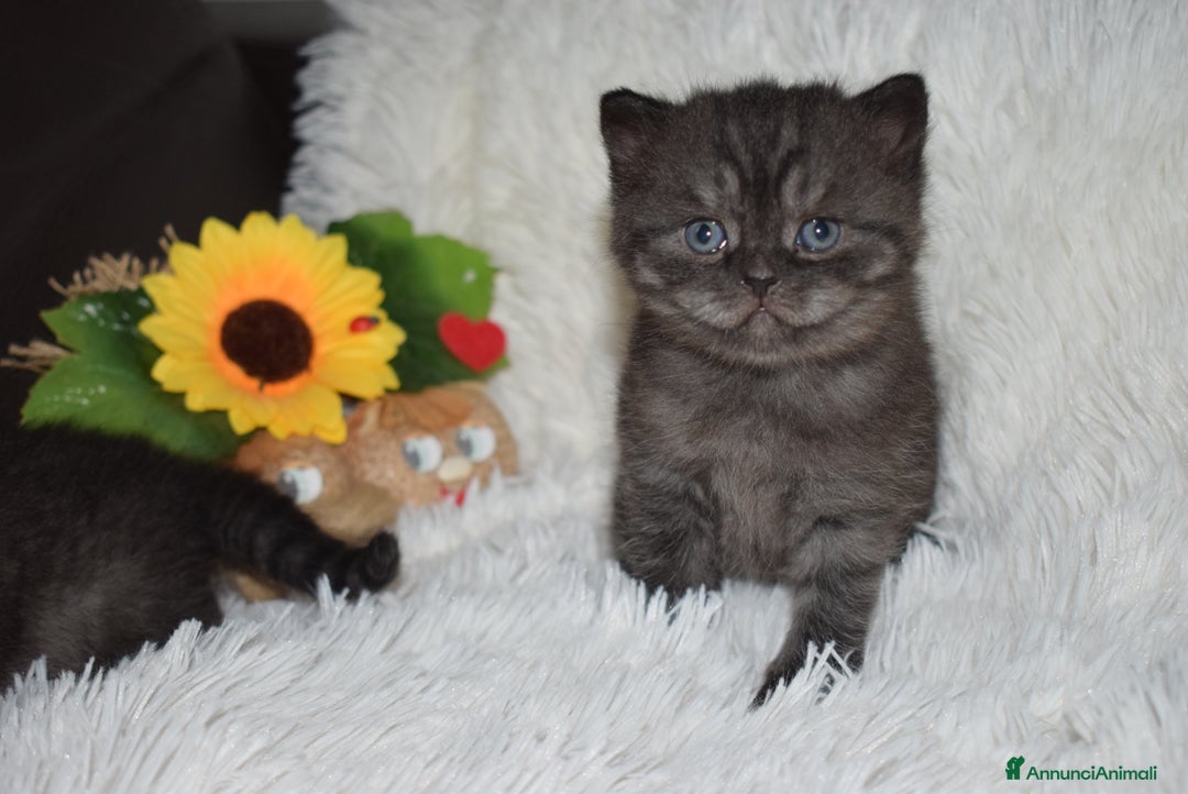 Scottish gatti in vendita: Scottish fold e straight - Annuncio 22