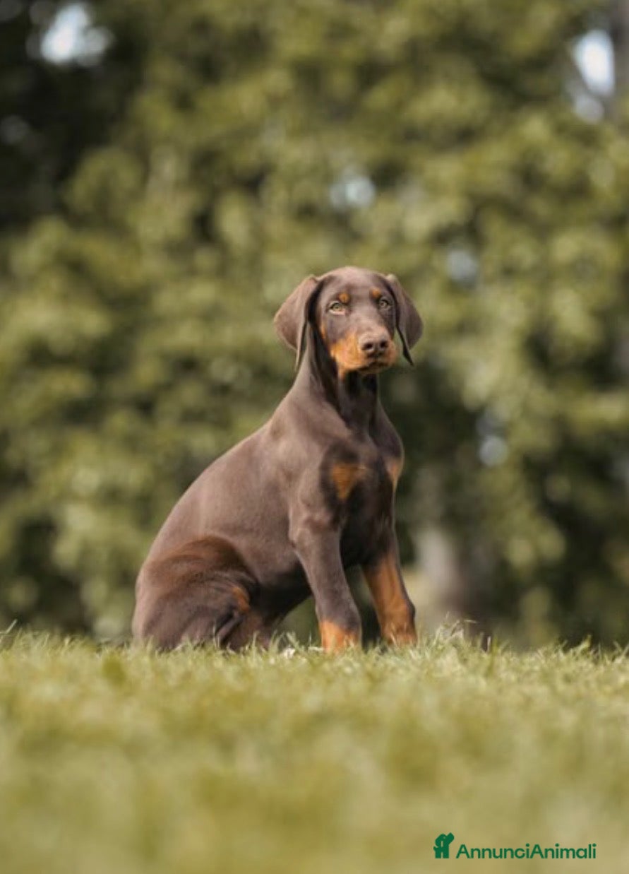Dobermann cani in vendita: Cerco un Dobermann - Annuncio 7