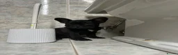 Bulldog Francese cani in vendita: bulldog francese nero tigrato  - Annuncio 2