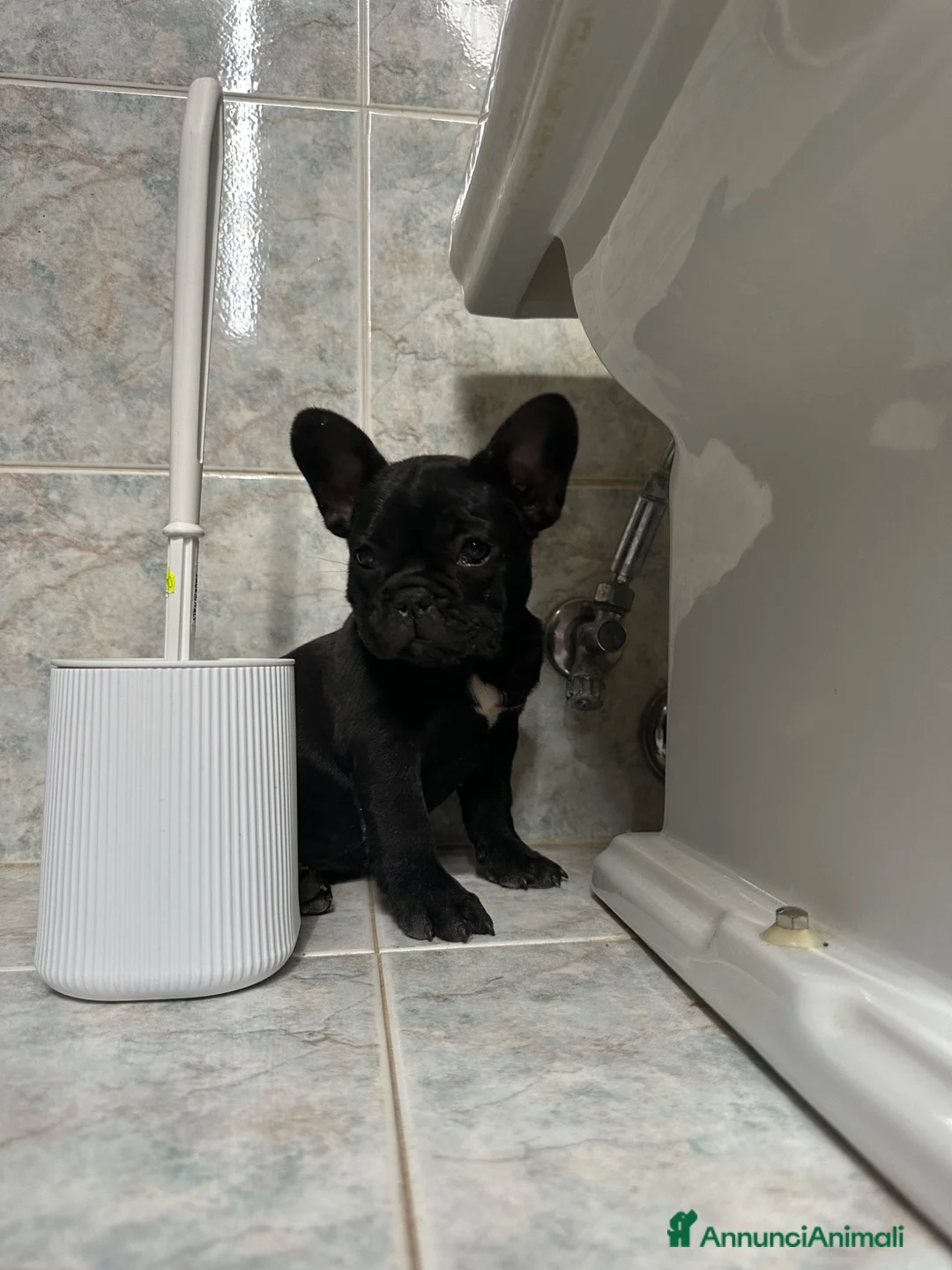 Bulldog Francese cani in vendita: bulldog francese nero tigrato  - Annuncio 2