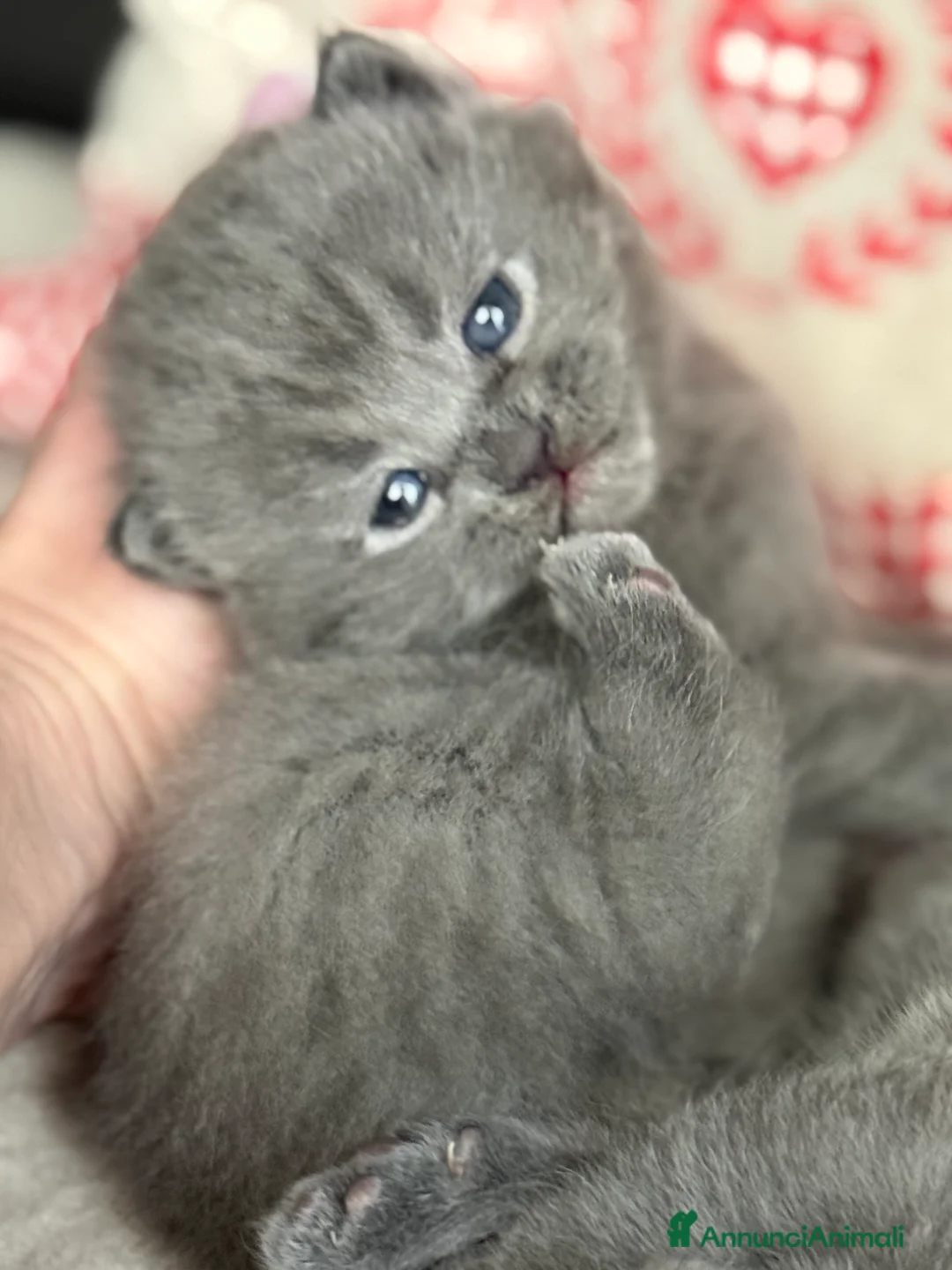 Scottish gatti in vendita: Gattini scottish fold blue - Annuncio 7