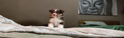 Australian Shepherd cani in vendita: pastore australiano  - Annuncio 1