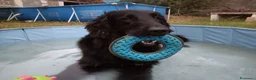 Flat Coated cani per accoppiamento: Maschio di Flat Coated Retriever per accoppiamento - Annuncio 3