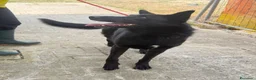 Meticcio cani in regalo: Alex simil belga a Città Metropolitana di Venezia - Annuncio 3