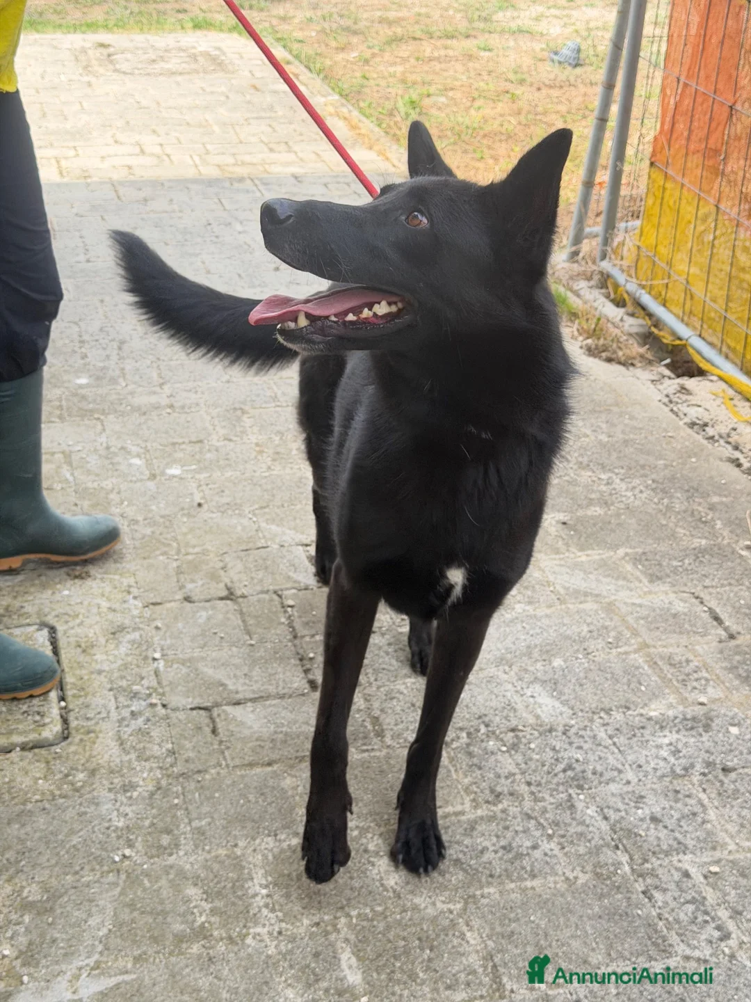 Meticcio cani in regalo: Alex simil belga a Città Metropolitana di Venezia - Annuncio 3