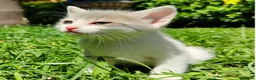 Altre razze gatti in regalo: Gattini dolcissimi in regalo 🐾 a Città metropolitana di Catania - Annuncio 3