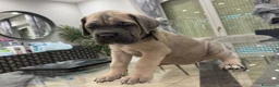 Cane Corso cani in vendita: VENDITA CUCCIOLA DI CANE CORSO - Annuncio 3