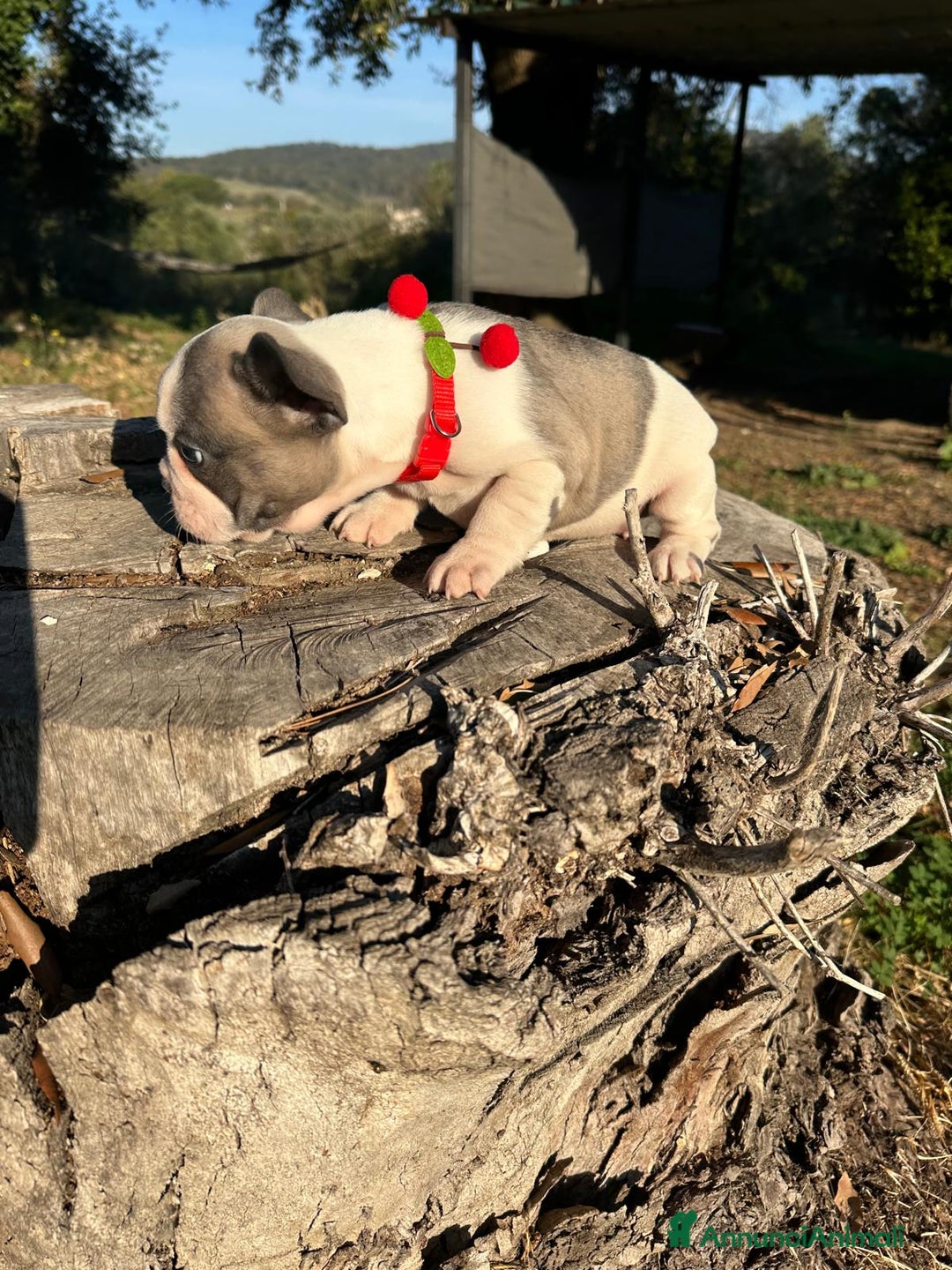 Bulldog Francese cani in vendita: Bulldog francese femmina  - Annuncio 2