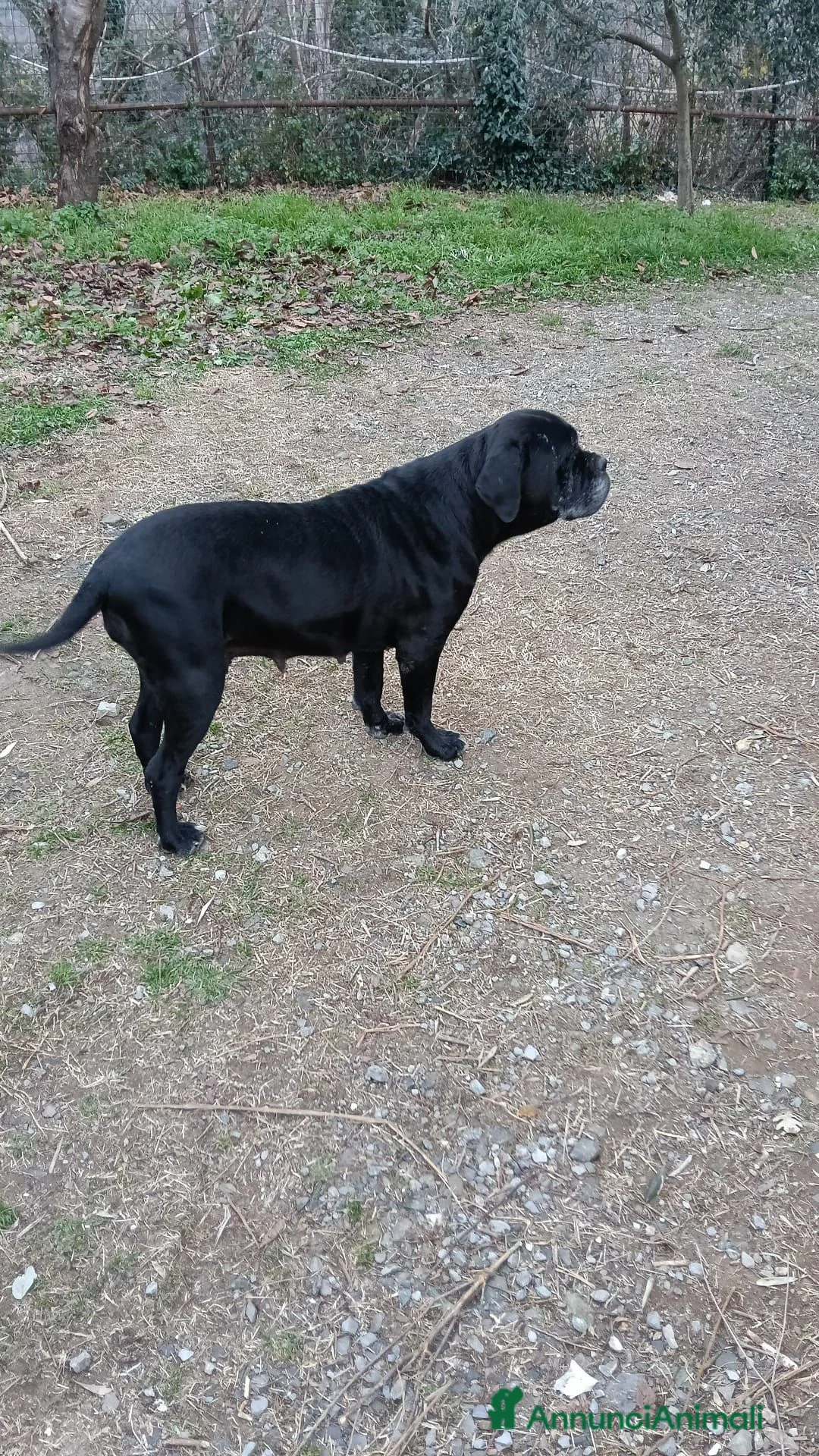 Cane Corso cani in vendita: CEDESI CUCCIOLI CANE CORSO a Città Metropolitana di Genova - Annuncio 5