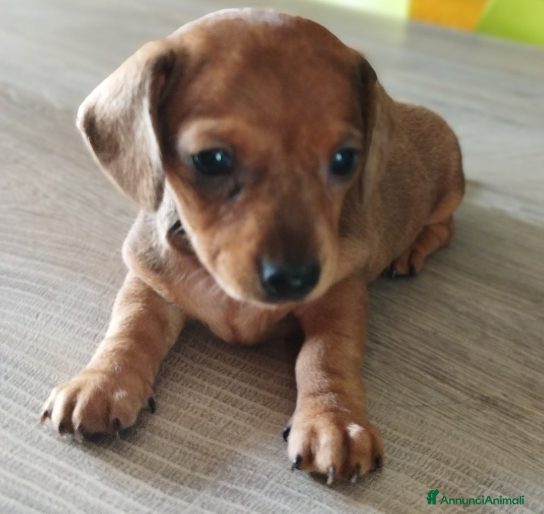 Bassotto cani in vendita: BASSOTTINA  a Città metropolitana di Roma Capitale - Immagine 1