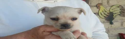 Meticcio cani in regalo: ZELDA CERCA LA SUA FAMIGLIA PER LA VITA - Annuncio 2