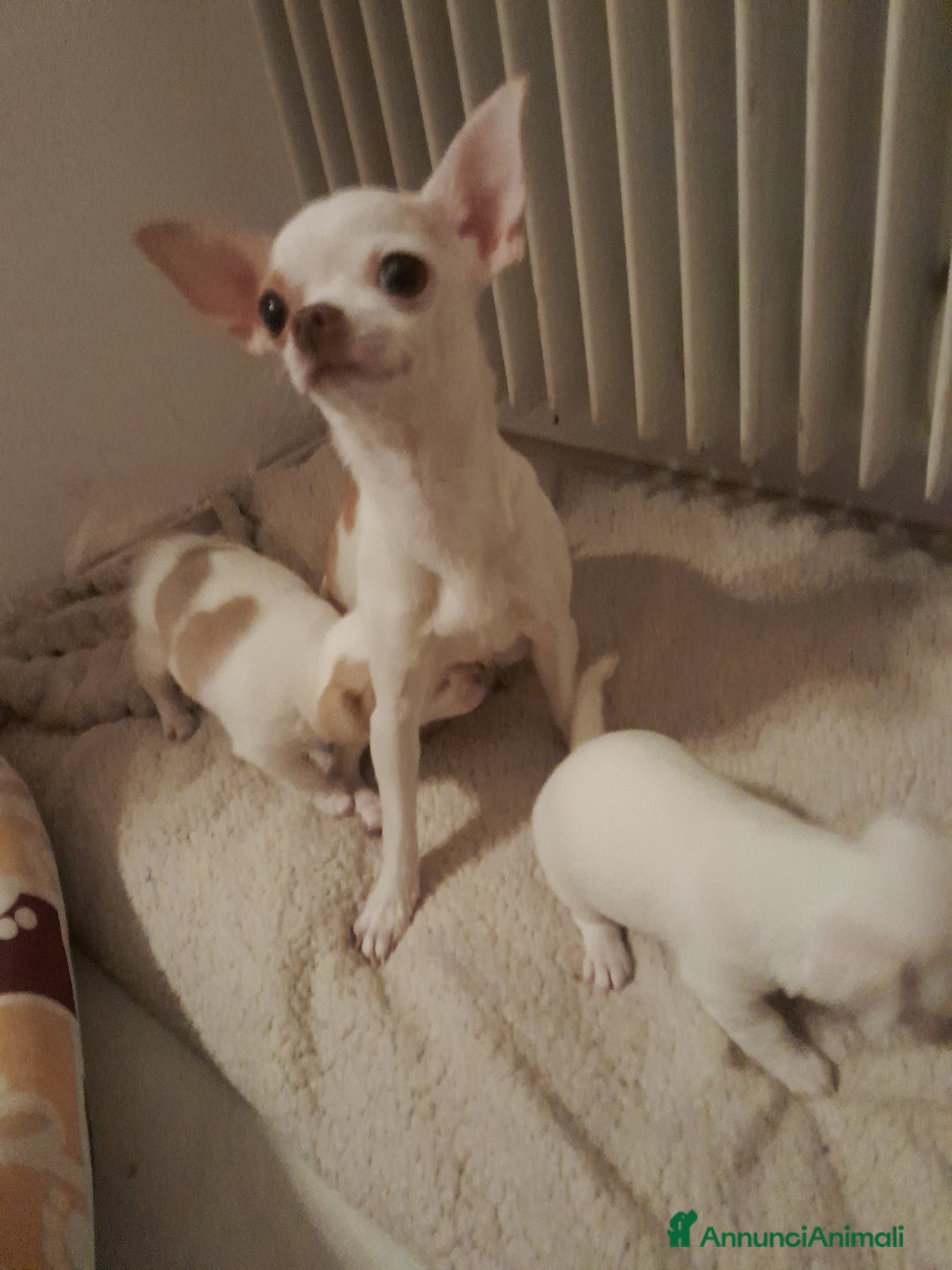 Chihuahua cani in vendita: In vendita chihuahua mini toys crescita massima  - Annuncio 7