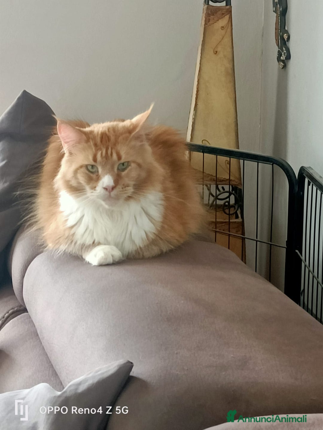 Maine Coon gatti in regalo: Gatta Maine Coon in adozione  - Annuncio 2