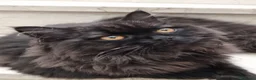 Scottish gatti in vendita: Scottish straight Longhair con Pedigree  - Annuncio 6