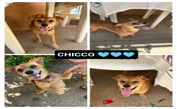 Meticcio cani a Provincia di Bergamo - Annuncio 13