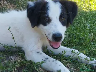 Meticcio cani 3 mesi cucciola taglia medio contenuta - Annuncio 2