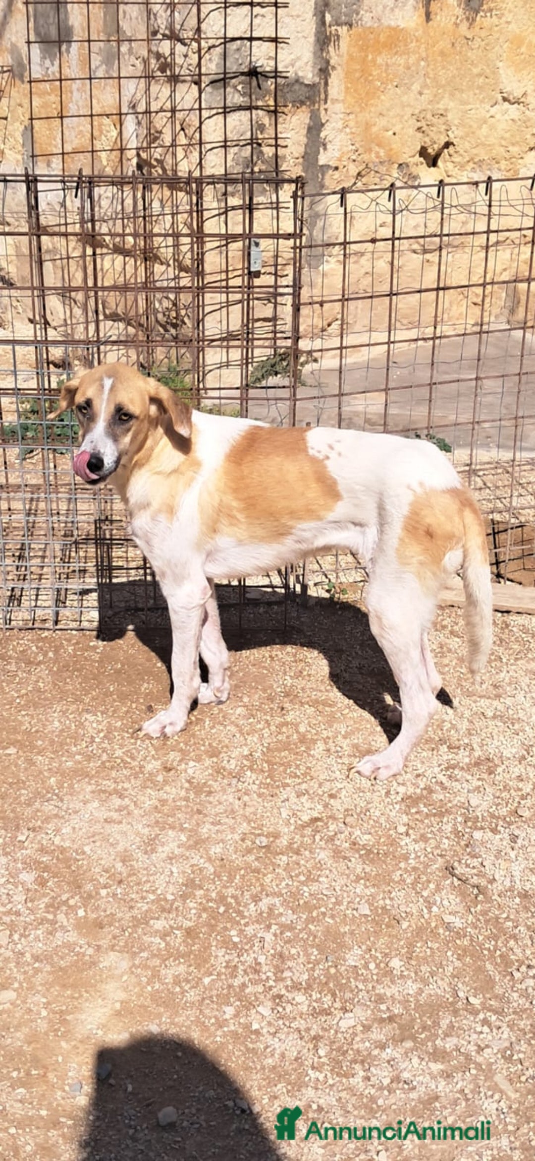 Meticcio cani in regalo: ODETTE dolce bimba pelosa - Annuncio 2