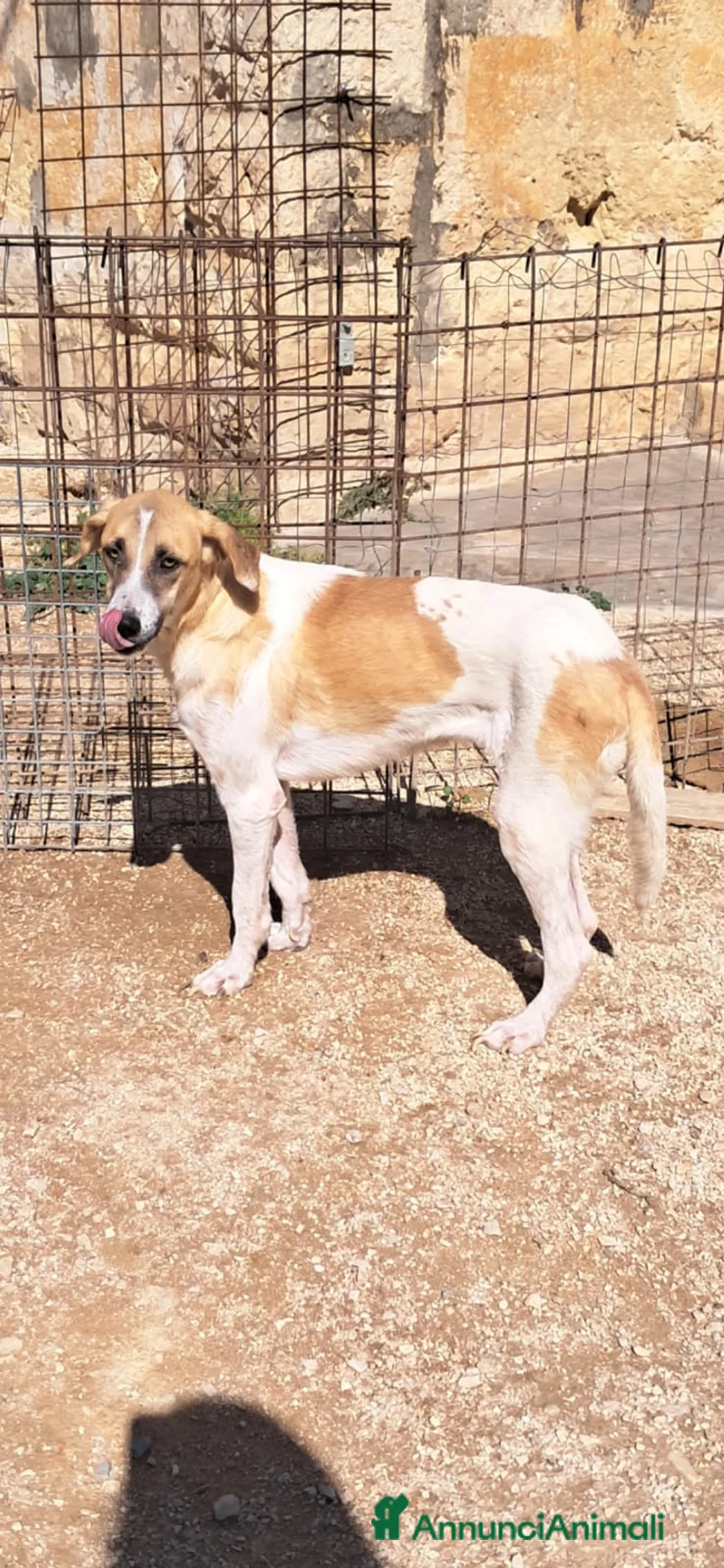 Meticcio cani in regalo: ODETTE dolce bimba pelosa - Annuncio 2