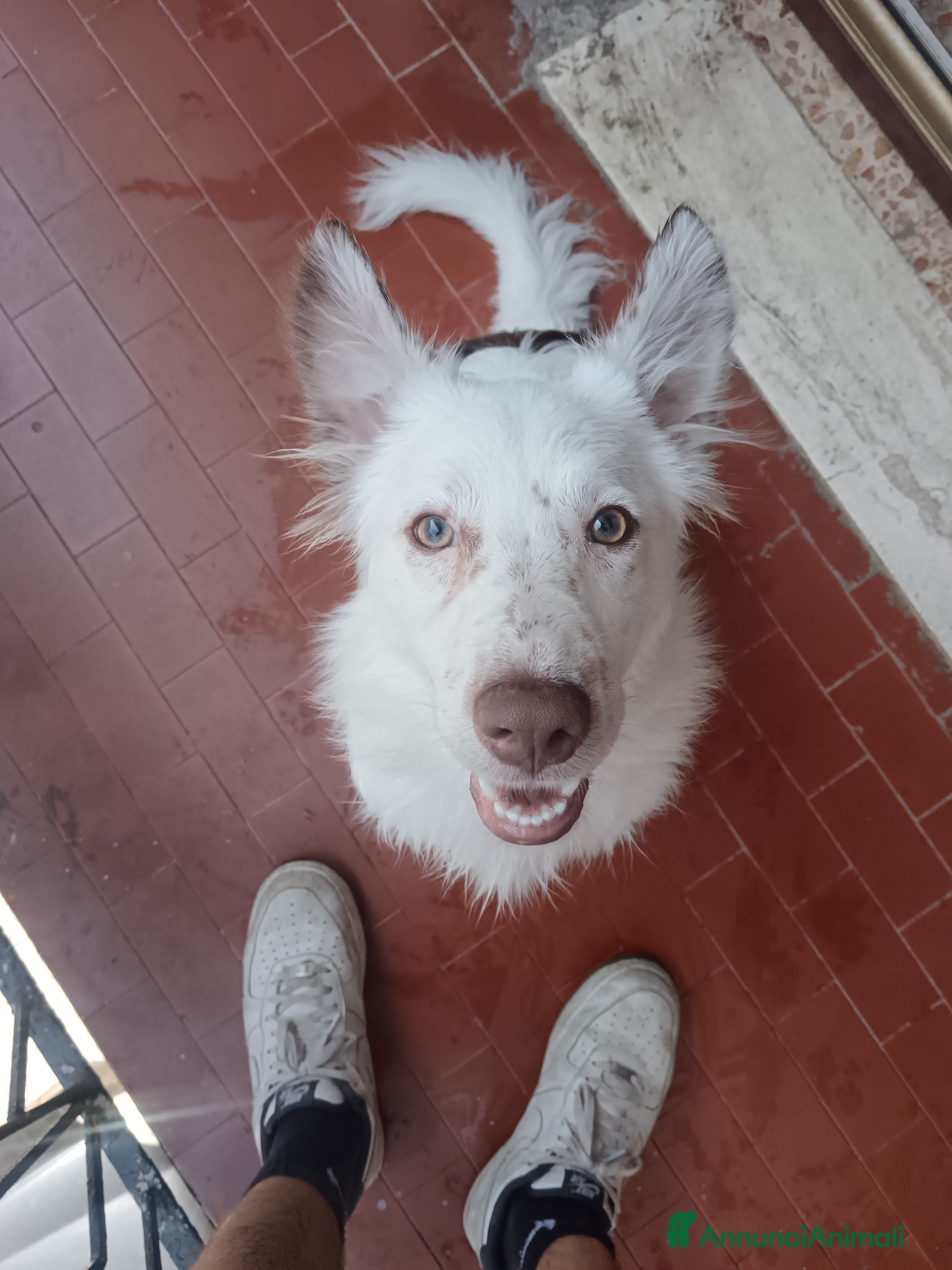 Border Collie cani tequila - Annuncio 7