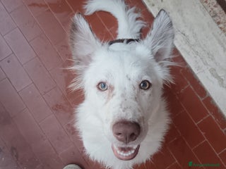 Border Collie cani tequila - Annuncio 14