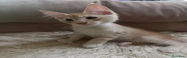 Maine Coon 1