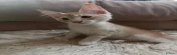 Maine Coon gatti in vendita: Maine Coon bellissimi  - Annuncio 6