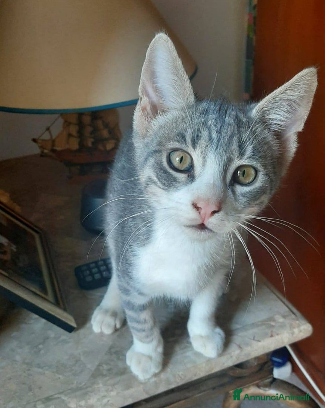 Europeo gatti in regalo: DENNY, tenero micino in adozione! - Annuncio 4