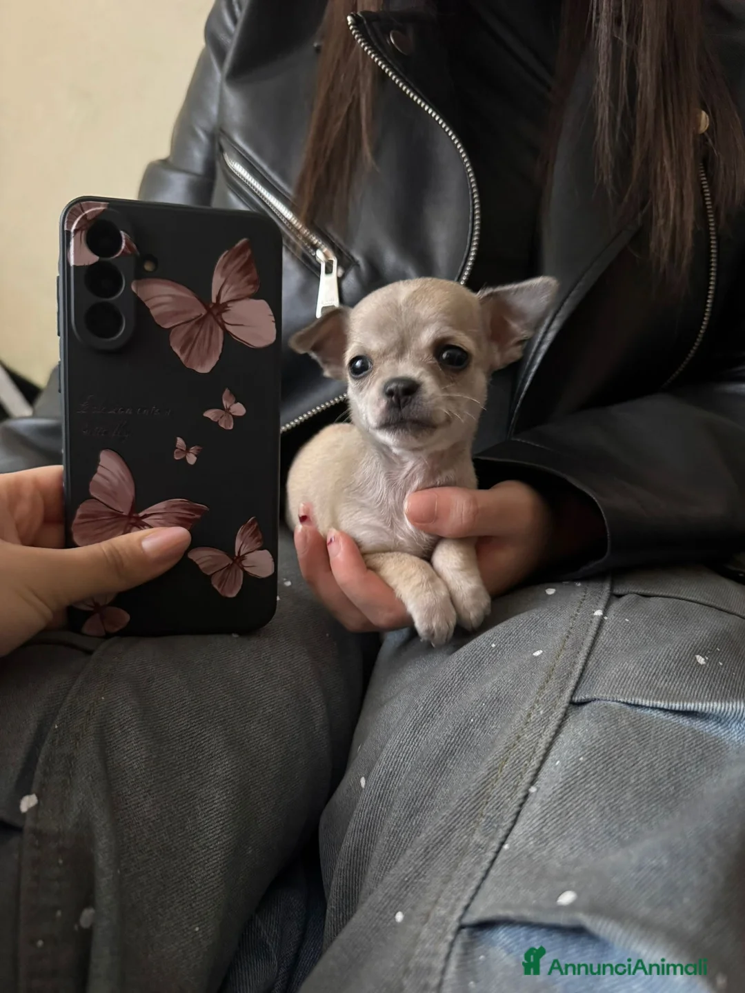 Chihuahua cani in vendita: Cucciolo chihuahua femmina  - Annuncio 1