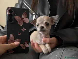 Chihuahua cani Cucciolo chihuahua femmina - Annuncio 1