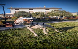 Setter Inglese cani in regalo: Cucciolone incrocio Setter Inglese Breton a Metropolitan City of Rome Capital - Immagine 5